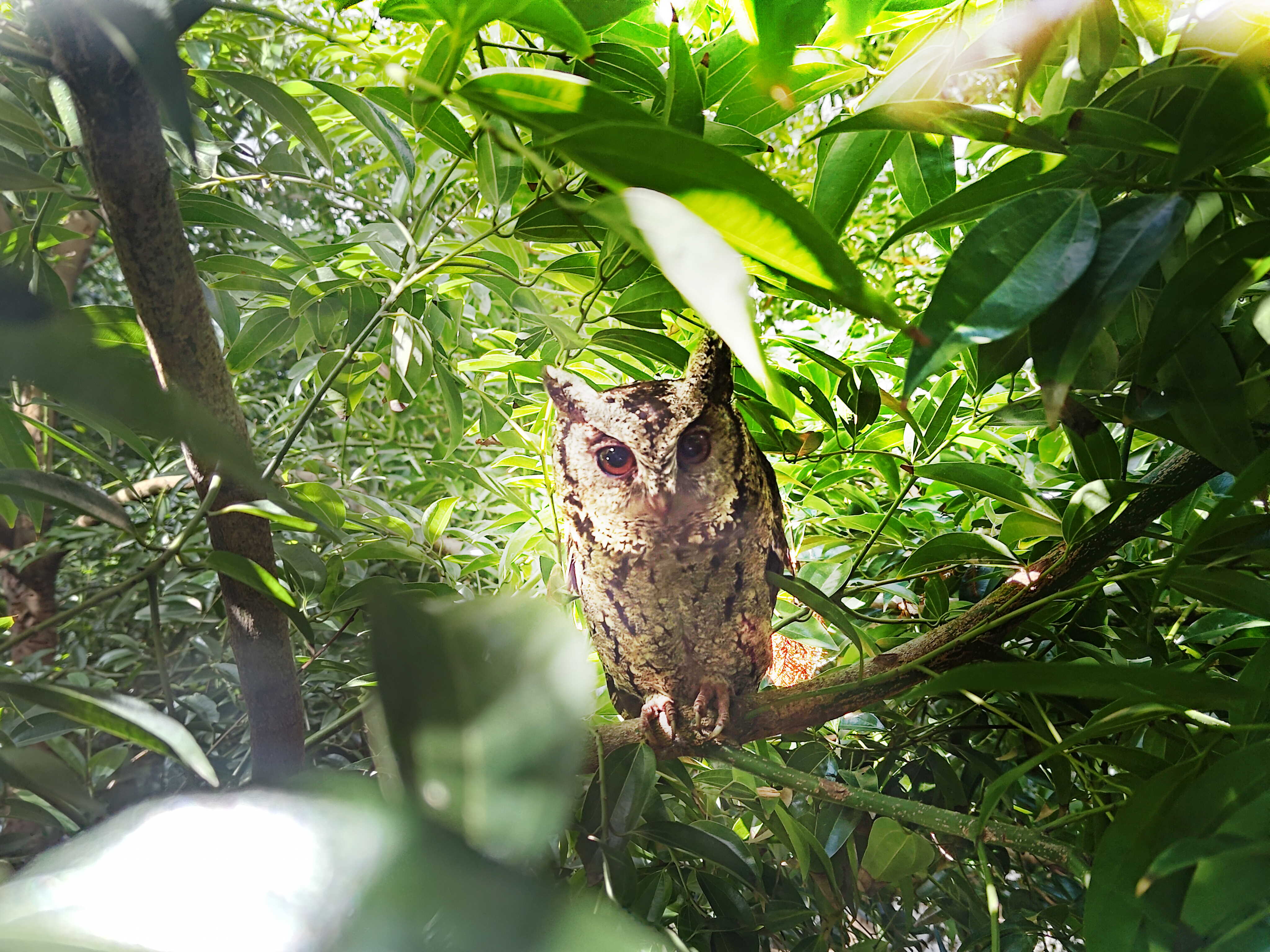 米兰体育致力提倡净零绿生活，16年以来在全球各厂区植树逾百万棵，造就各厂区树木蔚然成林，犹如森林工厂，成为许多生物的栖息地